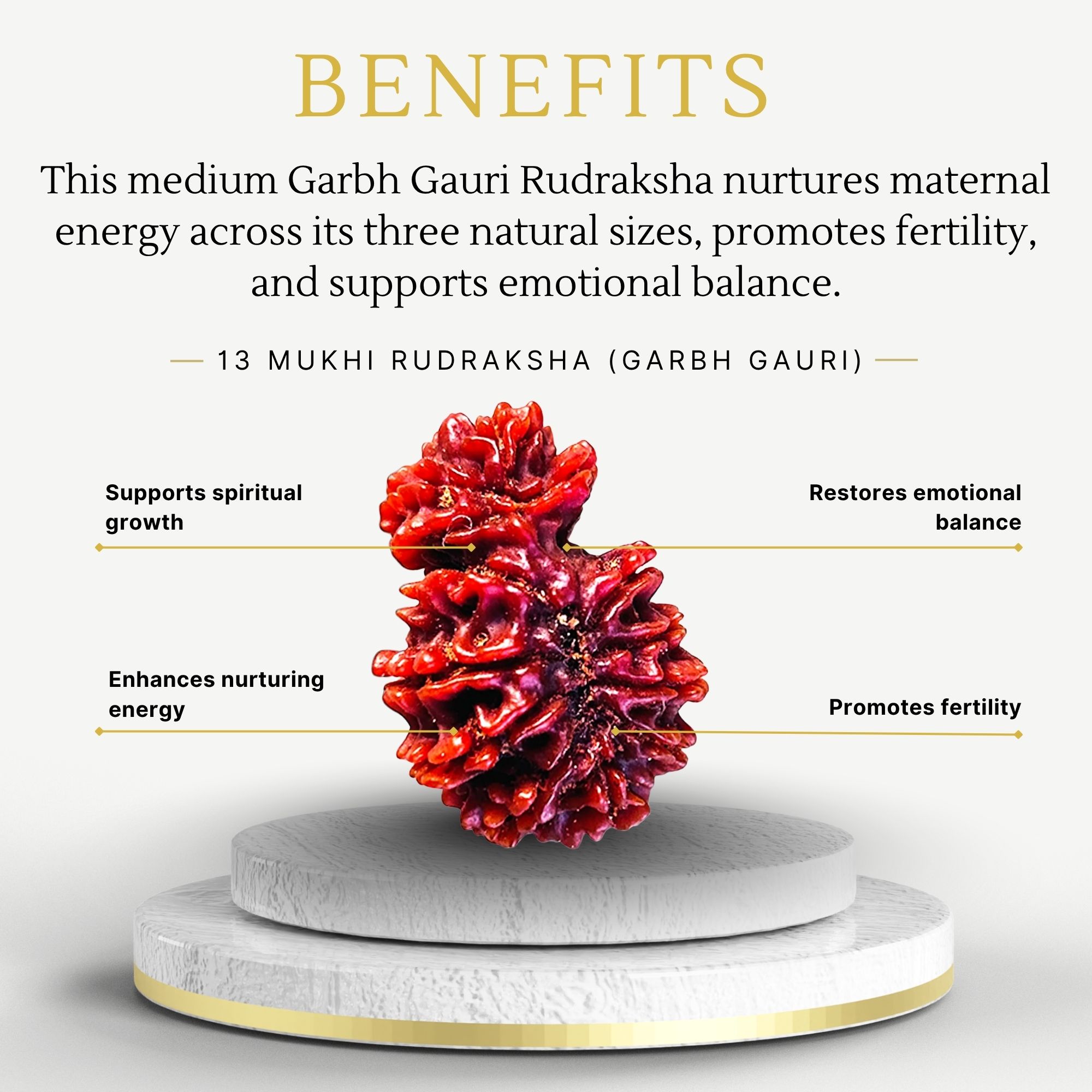 13 Mukhi Garbh Gauri Rudraksha - Image 2