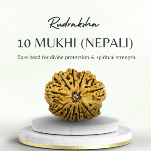 Buy 10 Mukhi Rudraksha Nepali Super Collector