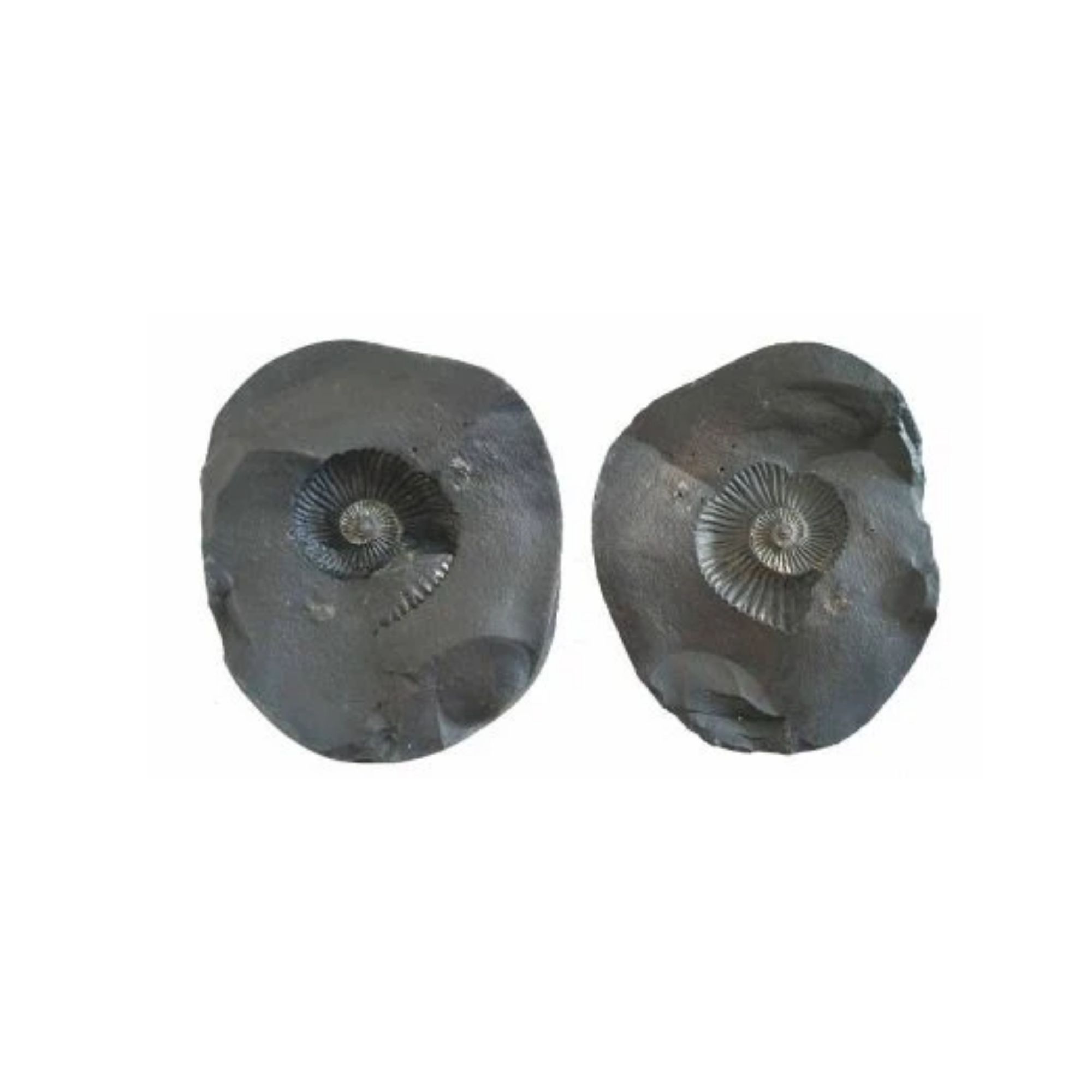 Shri Laxmi Narayan Shaligram - Image 2