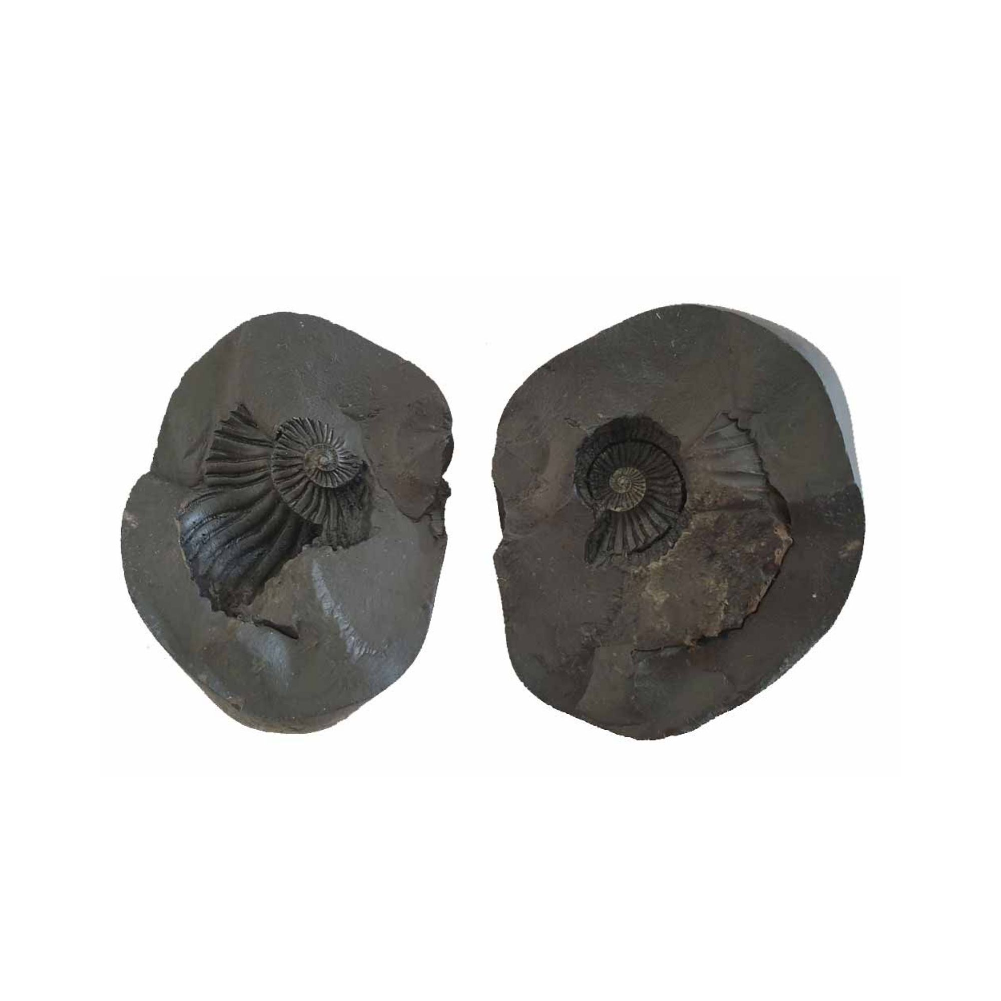 Shri Laxmi Narayan Shaligram - Image 2