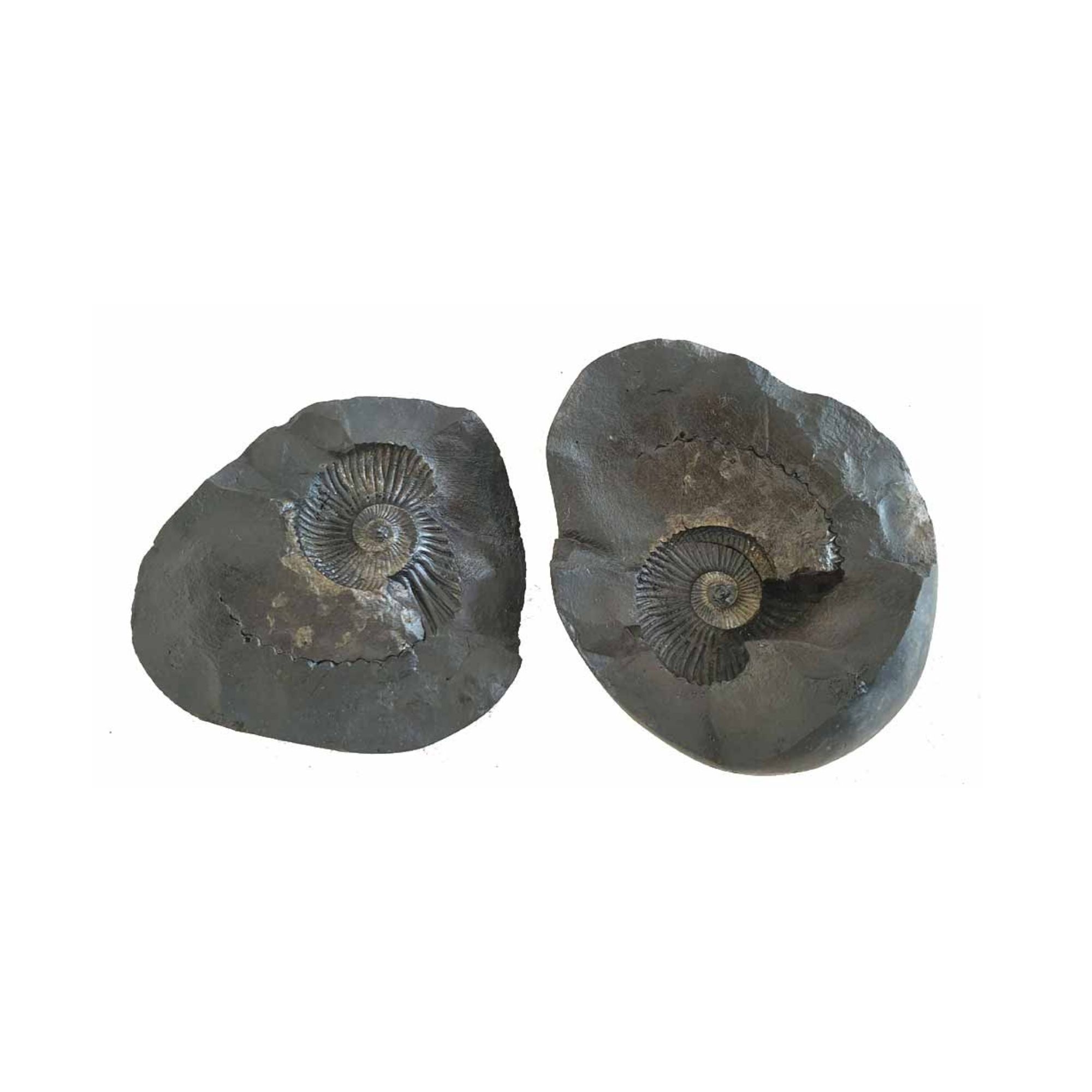 Shri Laxmi Narayan Shaligram - Image 2