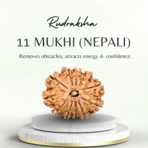 11 Mukhi Rudraksha Nepali Regular Grade Bead