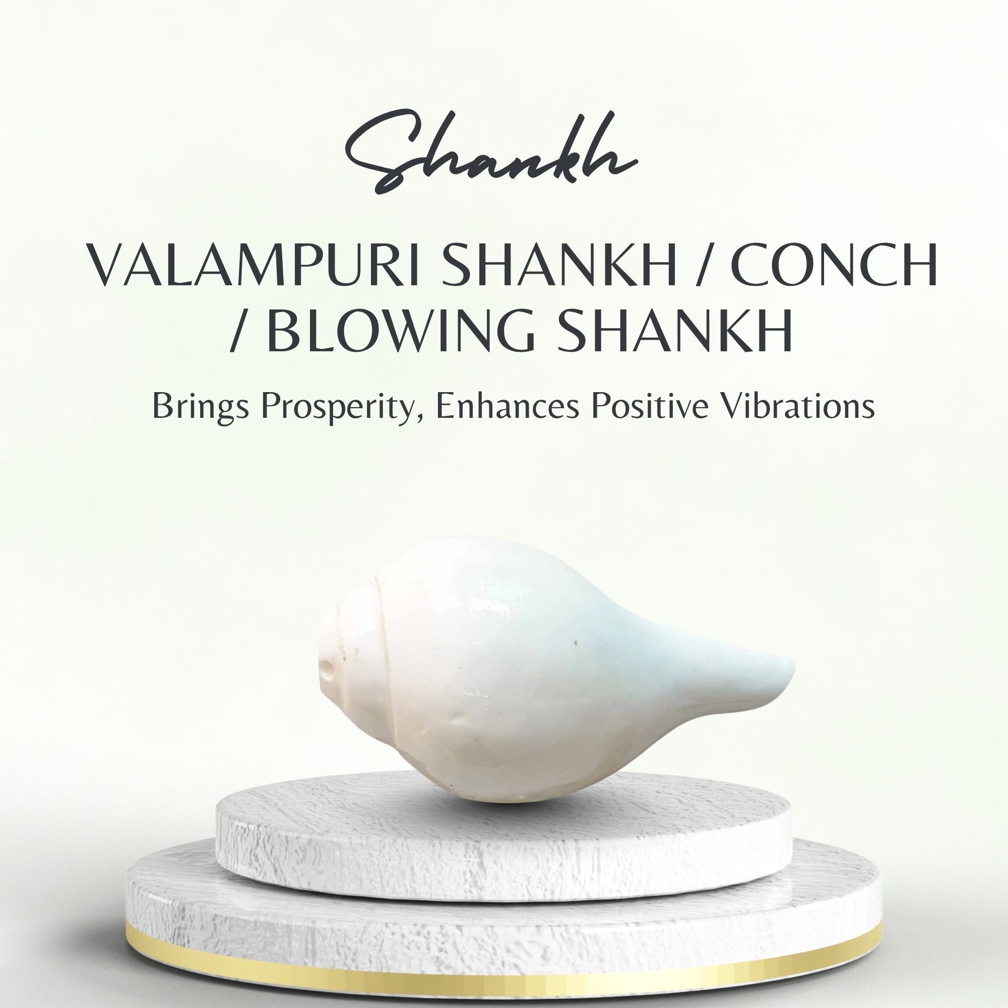 Valampuri Shankh | Conch | Blowing Shankh Length 3 inch