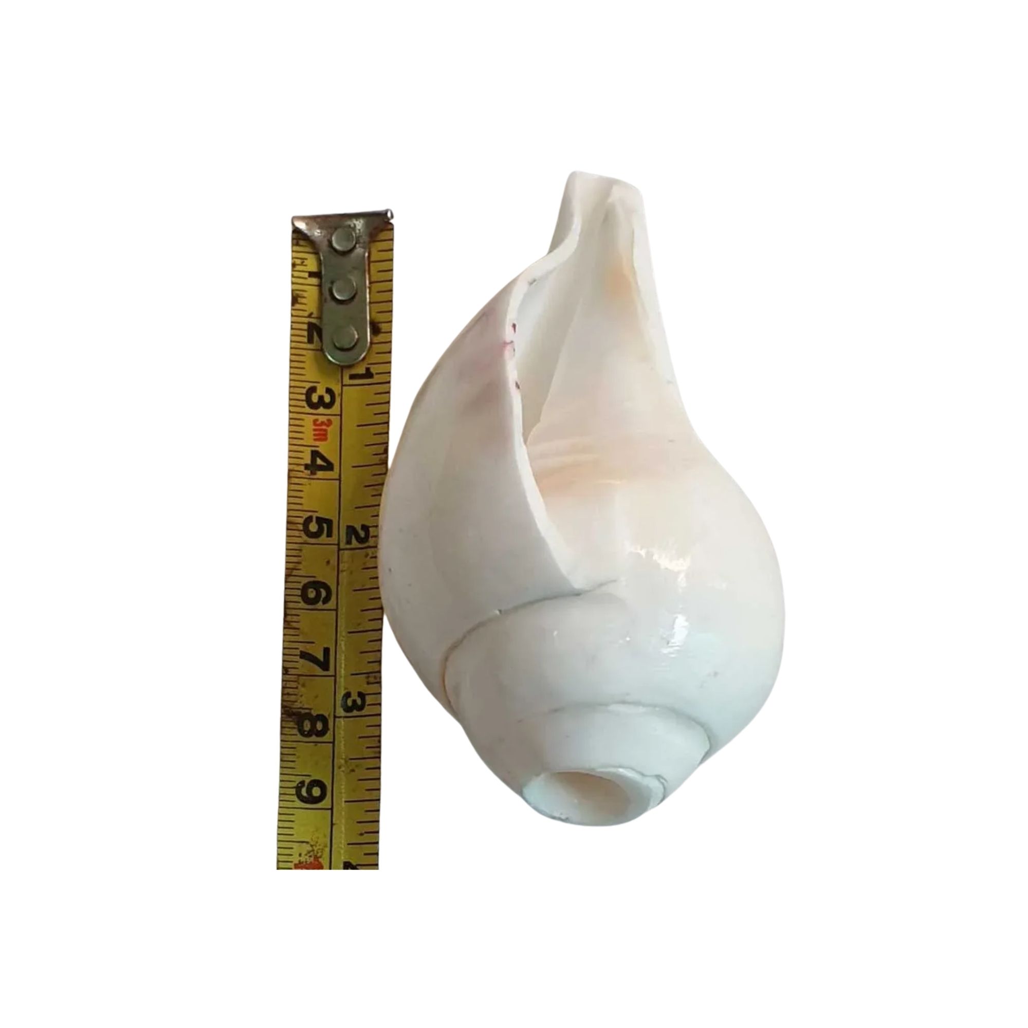 Valampuri Shankh | Conch | Blowing Shankh Length 3 inch - Image 2