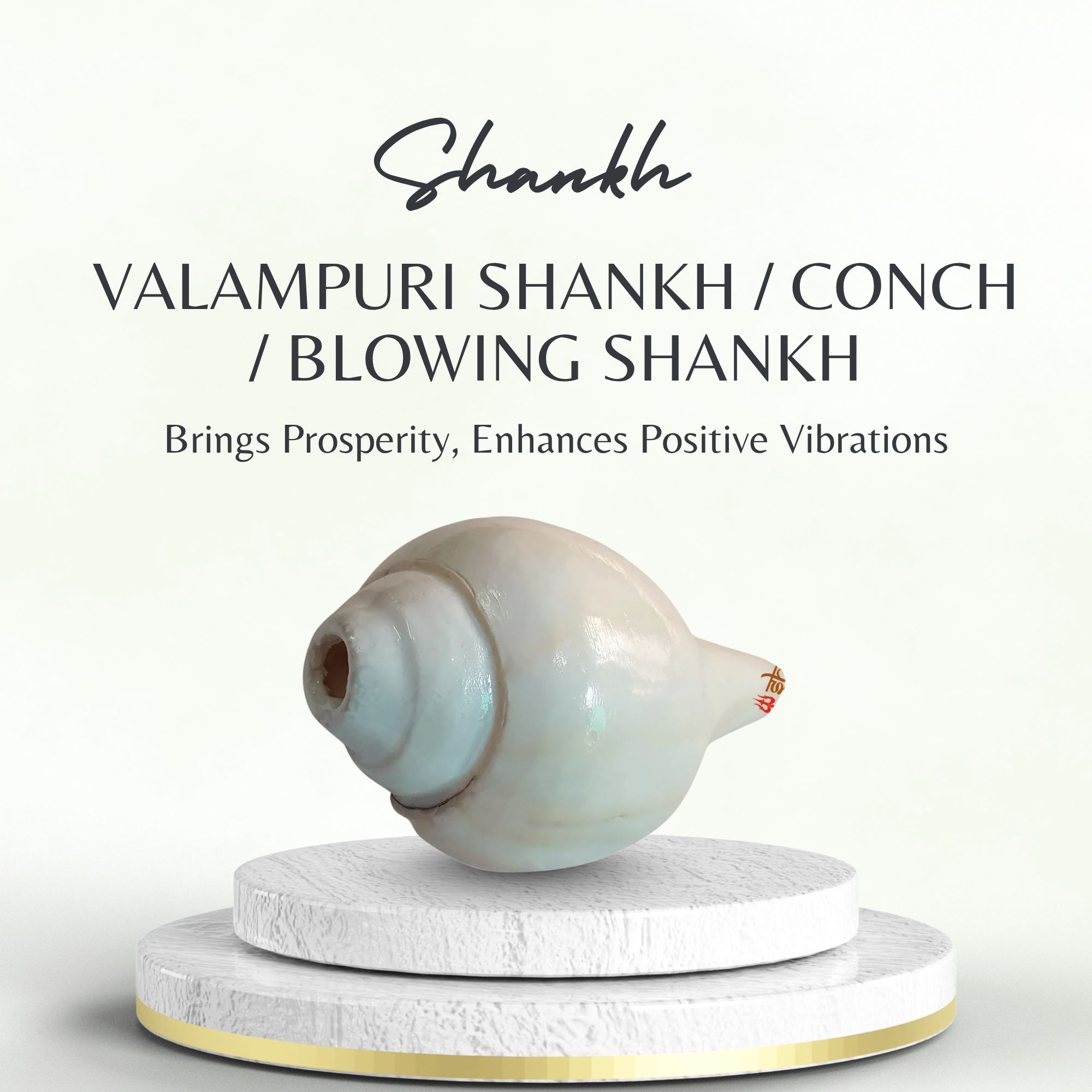 Valampuri Shankh | Conch | Blowing Shankh length 5 inch