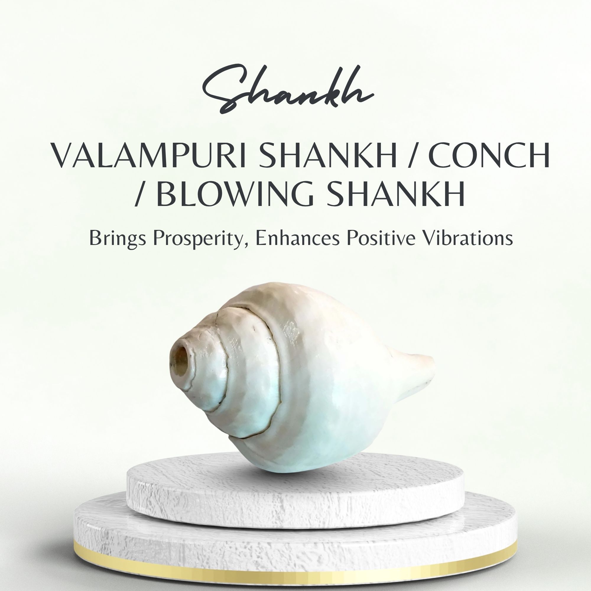 Valampuri Shankh | Conch | Blowing Shankh length 9 inch