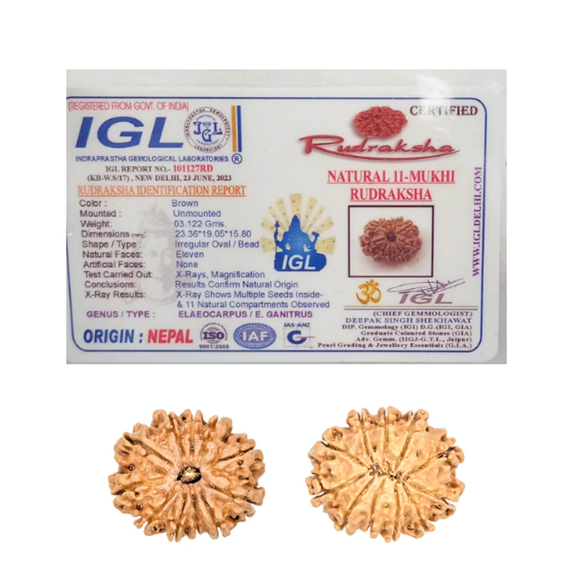 11 Mukhi Rudraksha Nepali Regular Grade Bead - Image 2