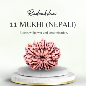 11 Mukhi Rudraksha Nepali Medium Grade Bead