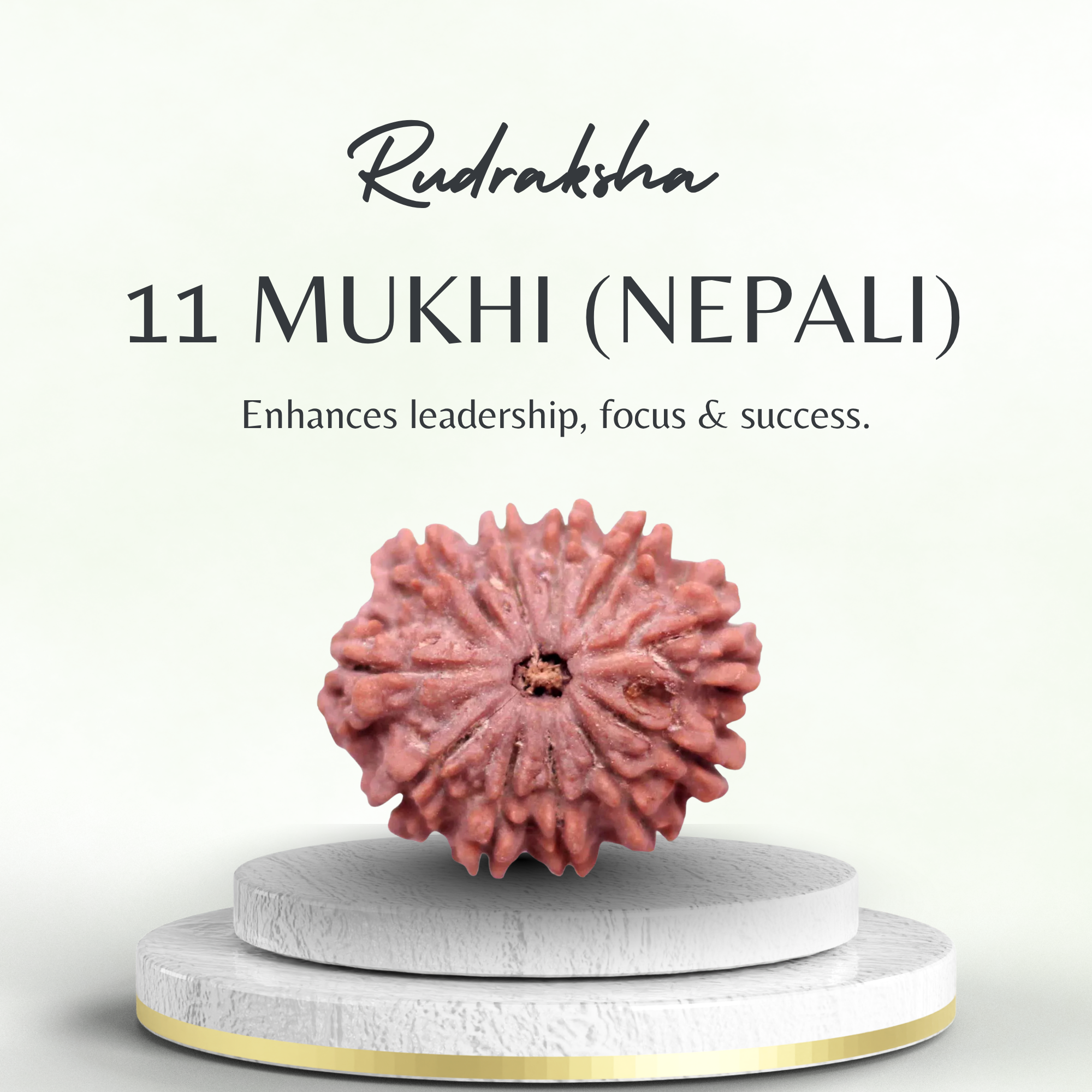 Buy 11 Mukhi Rudraksha Nepali Collector Bead
