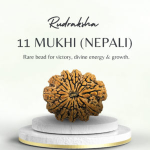 11 Mukhi Rudraksha Nepali Super Collector Bead