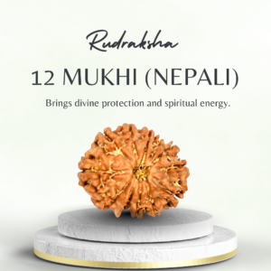 12 Mukhi Rudraksha Nepali Regular Grade Bead