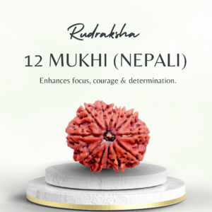 12 Mukhi Rudraksha Nepali Medium Grade Bead