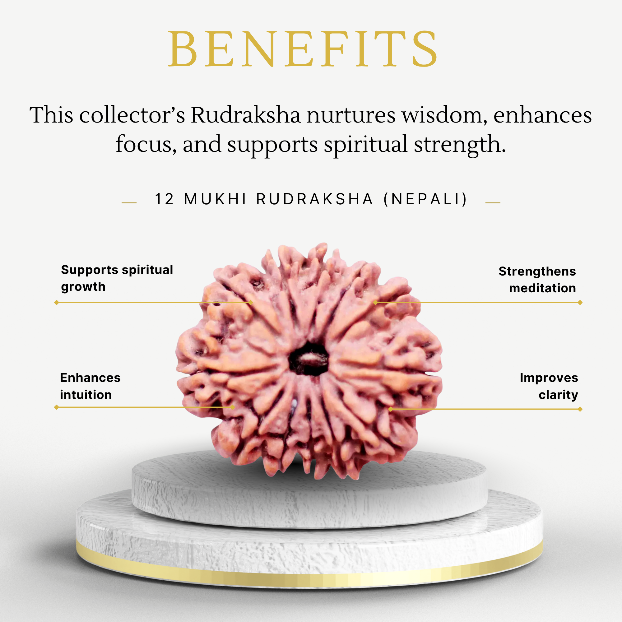 12 Mukhi Rudraksha Nepali Collector Bead - Image 3