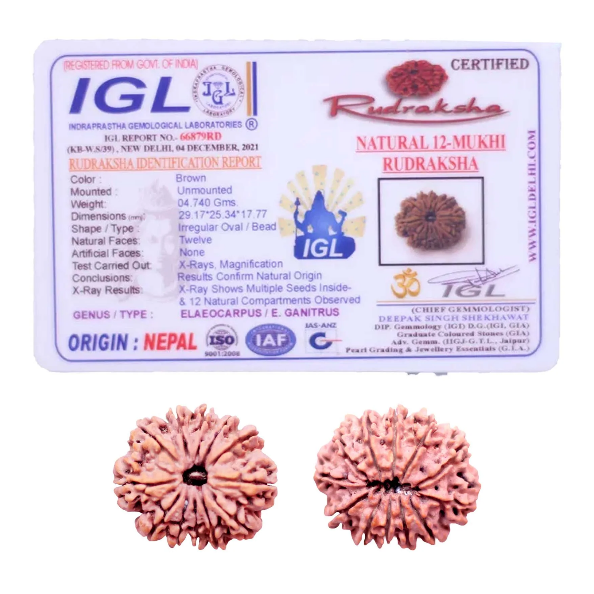 12 Mukhi Rudraksha Nepali Collector Bead - Image 2