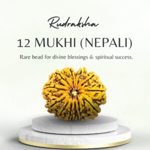 12 Mukhi Rudraksha Nepali Super Collector Bead