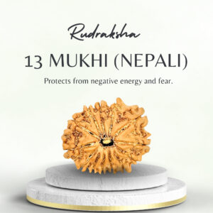 13 Mukhi Rudraksha Nepali Regular Bead