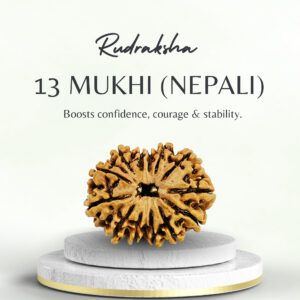 13 Mukhi Rudraksha Nepali Medium Bead