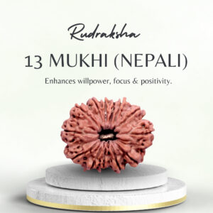 13 Mukhi Rudraksha Nepali Collector Bead