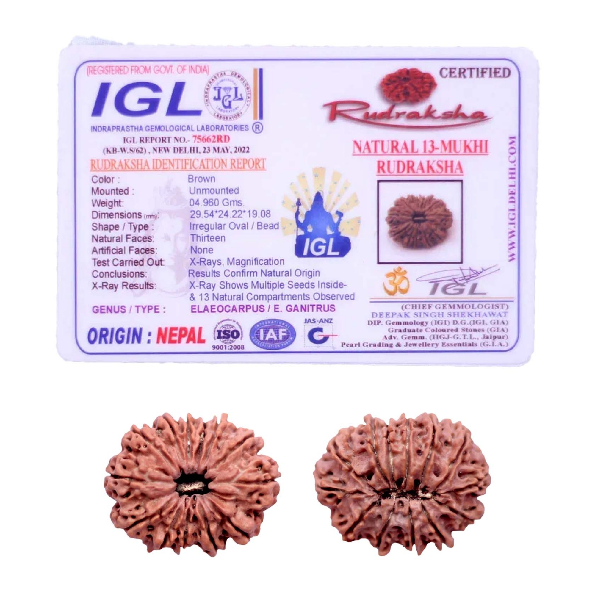 13 Mukhi Rudraksha Nepali Collector Bead - Image 2