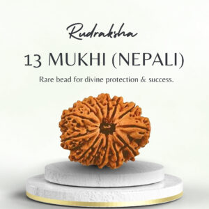 13 Mukhi Rudraksha Nepali Super Collector Bead