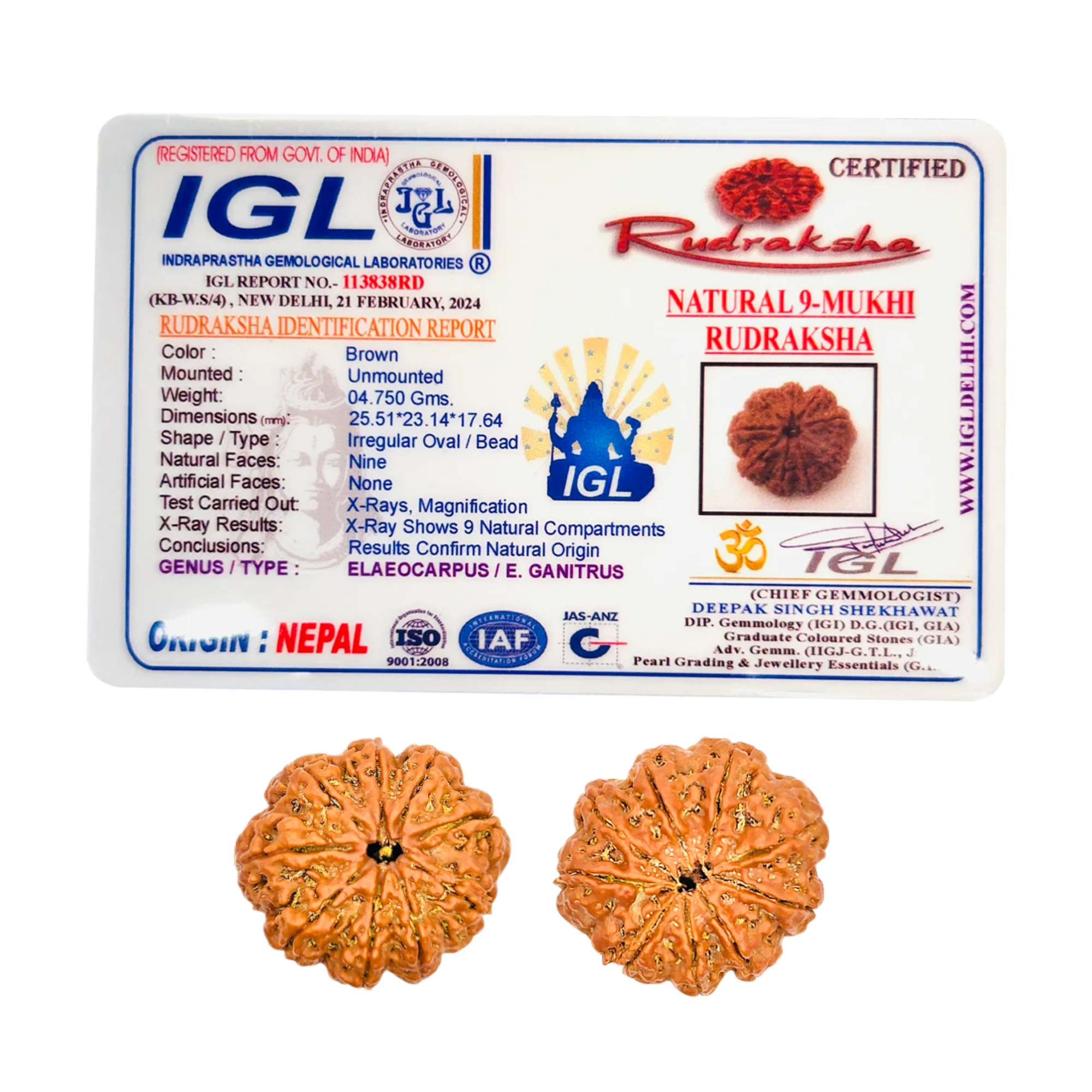 Buy 9 Mukhi Rudraksha Nepali – Medium Grade - Image 2