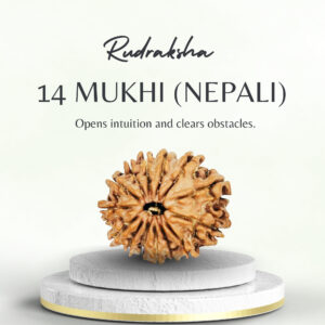 14 Mukhi Rudraksha Nepali Regular Bead