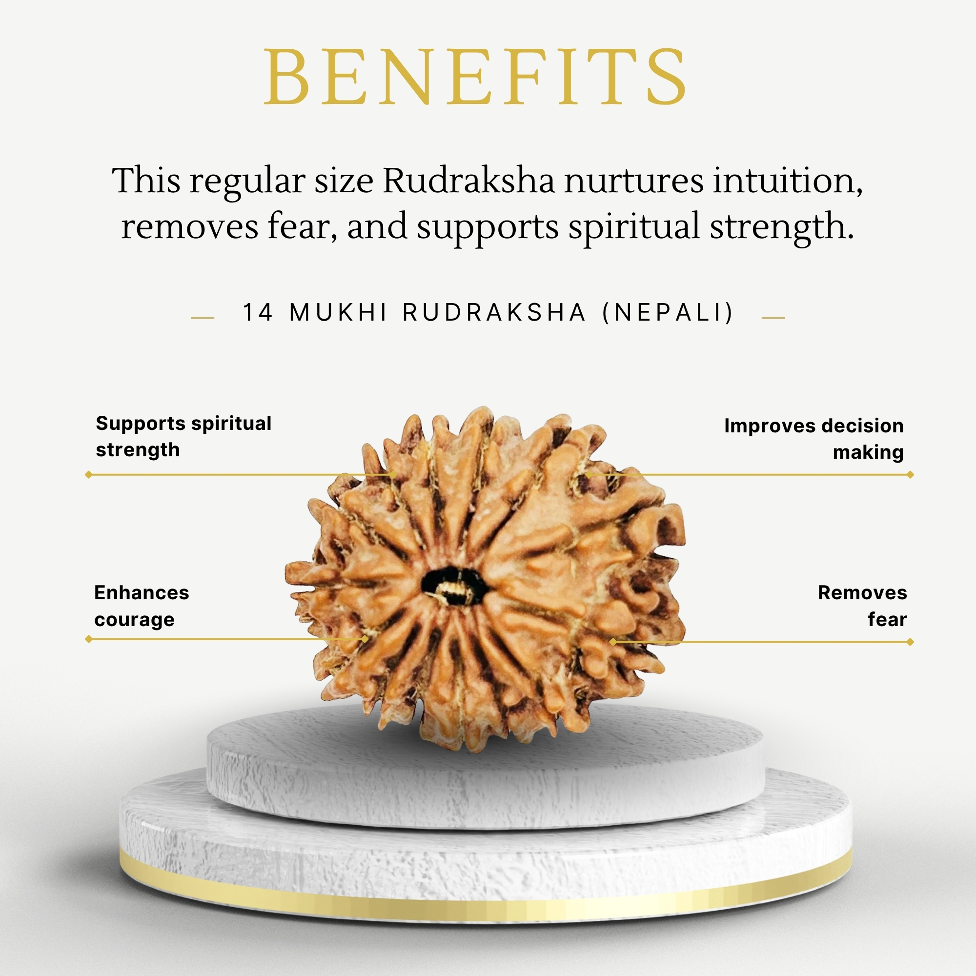 14 Mukhi Rudraksha Nepali Regular Bead - Image 3