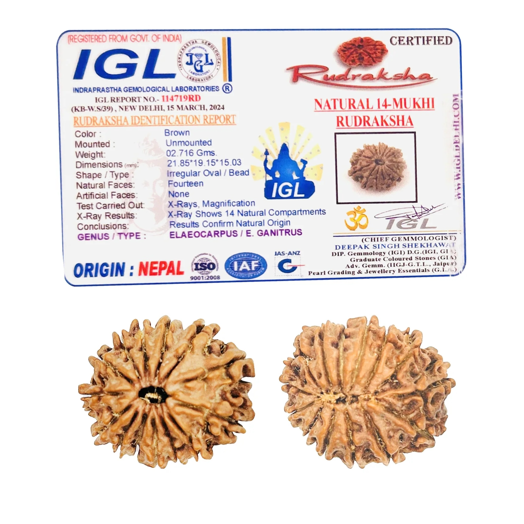 14 Mukhi Rudraksha Nepali Regular Bead - Image 2