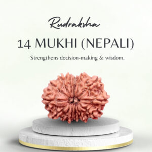 14 Mukhi Rudraksha Nepali Medium Bead
