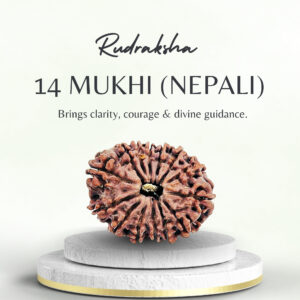 14 Mukhi Rudraksha Nepali Collector Bead