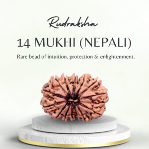 14 Mukhi Rudraksha Nepali Super Collector Bead