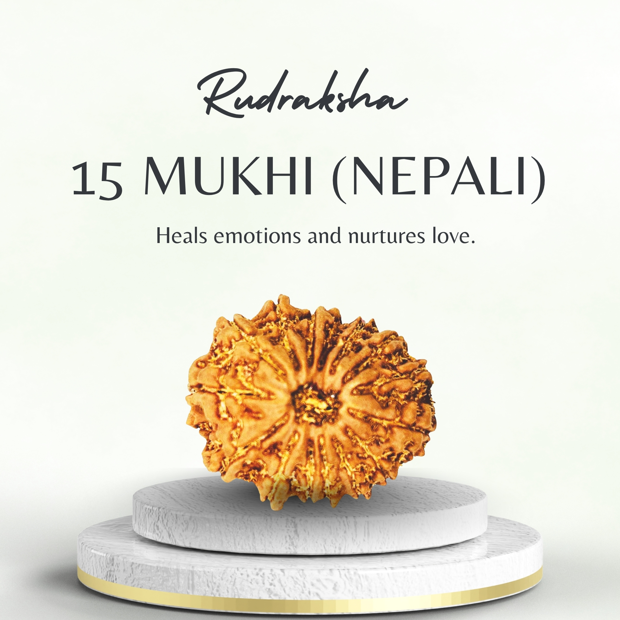 Original Nepali 15 Mukhi Rudraksha Regular