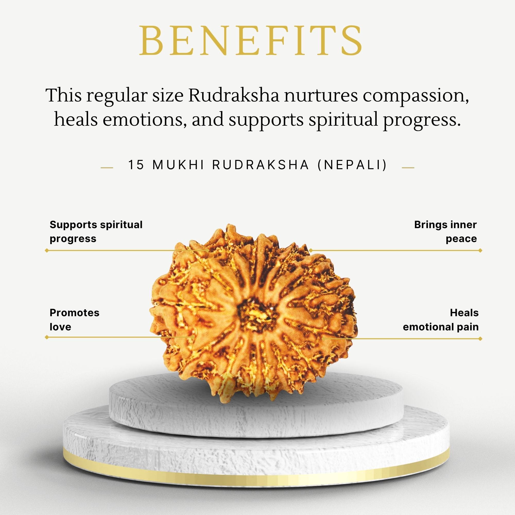 Original Nepali 15 Mukhi Rudraksha Regular - Image 3