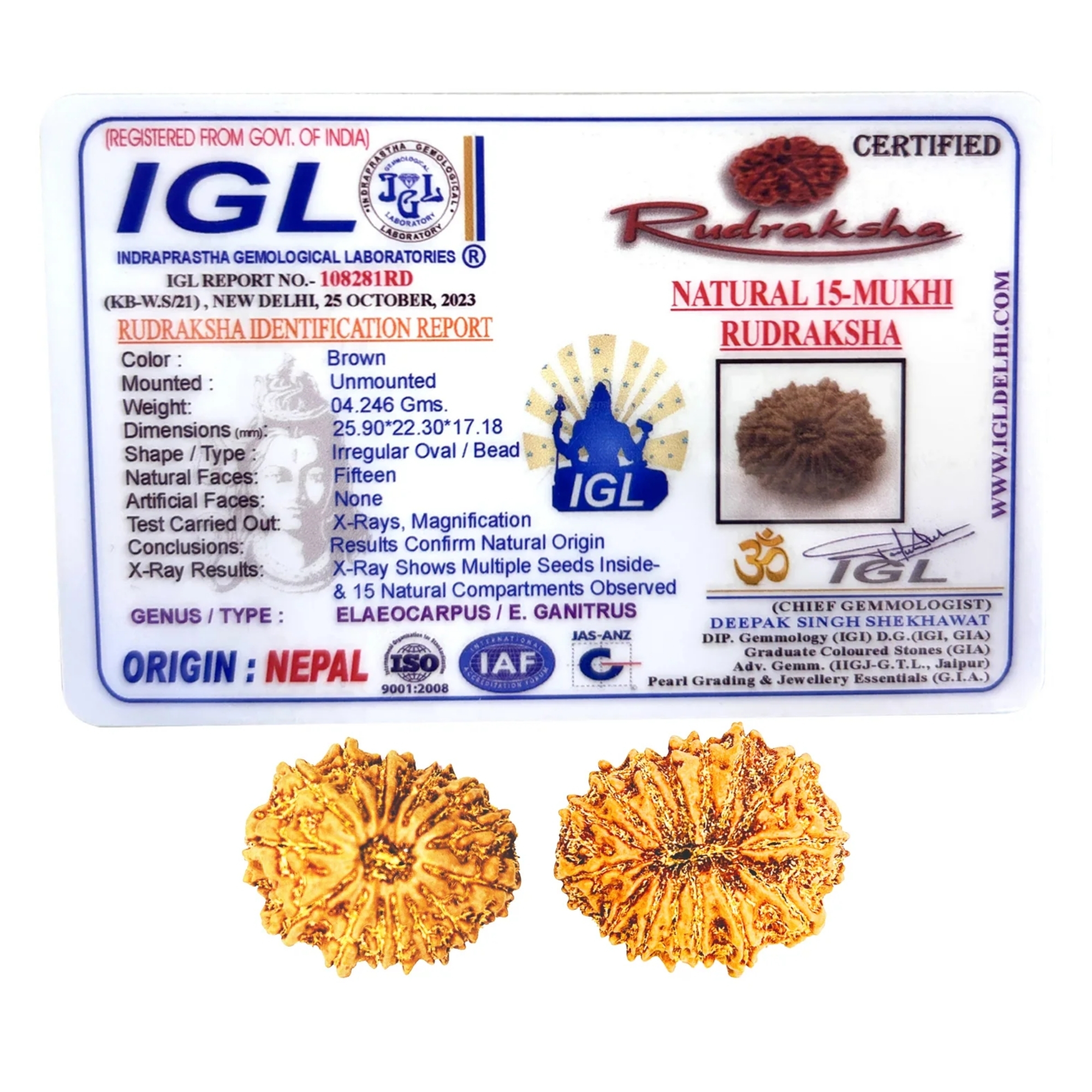 Original Nepali 15 Mukhi Rudraksha Regular - Image 2