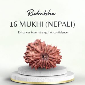 Buy Nepali Rudraksha 16 Mukhi Medium Grade