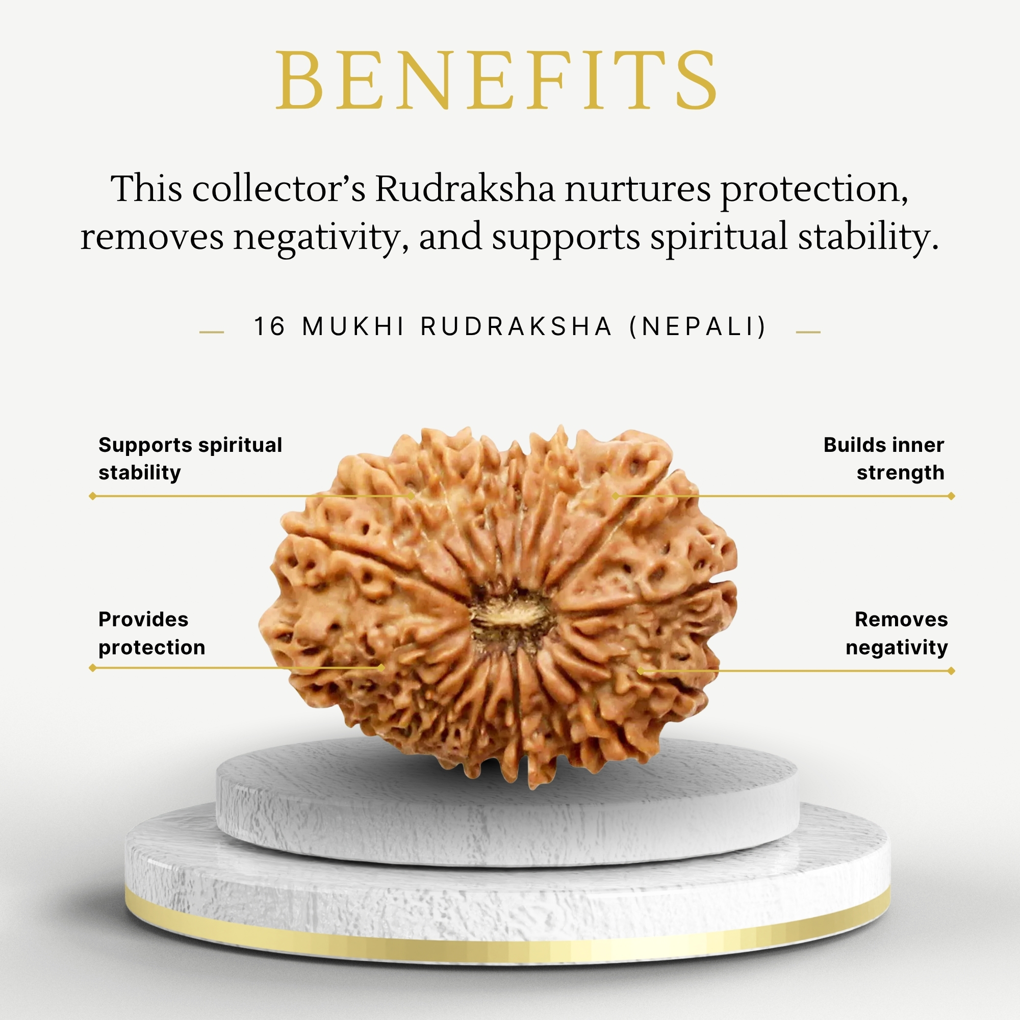 Original Nepali Rudraksha 16 Mukhi Collector - Image 3
