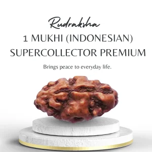 Buy Indonesian 1 Mukhi Rudraksha Supercollector Premium Bead