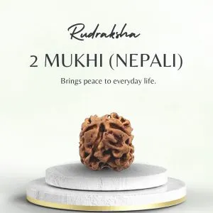 Buy Certified 2 Mukhi Nepali Rudraksha | Original Bead