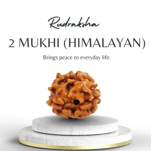 Premium Himalayan 2 Mukhi Rudraksha