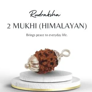 Original 2 Mukhi Rudraksha from the Himalayas