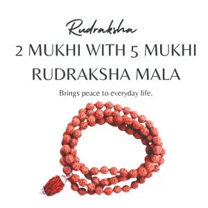 Buy 2 Mukhi Rudraksha with 5 Mukhi Rudraksha Mala