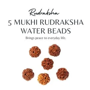 Authentic 5 Mukhi Rudraksha Water Beads