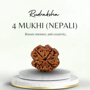Buy 4 Mukhi Rudraksha Nepali Medium online