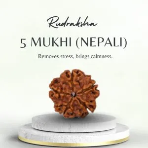 Original Nepali 5 Mukhi Rudraksha Regular