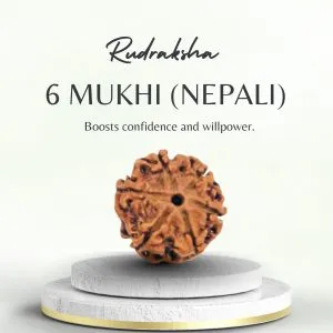 Original Nepali 6 Mukhi Rudraksha Regular