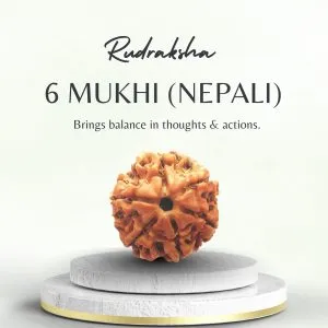 Nepali 6 Mukhi Rudraksha Medium Grade