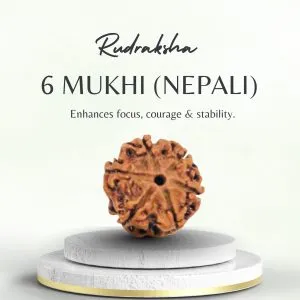 Buy Original Nepali 6 Mukhi Rudraksha Collector Online