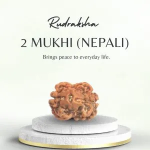 Nepali 2 Mukhi Rudraksha Medium Grade
