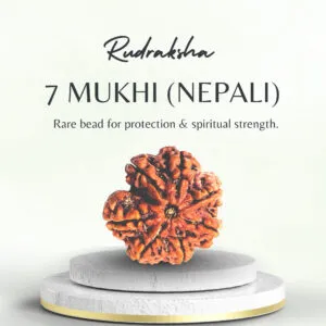 Premium Nepali 7 Mukhi Rudraksha Super Collector
