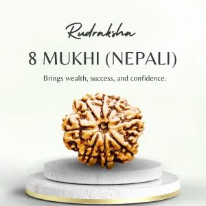 Buy Original 8 Mukhi Rudraksha Online